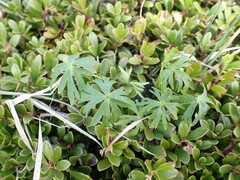 Aconitum delphiniifolium