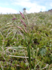 Festuca altaica