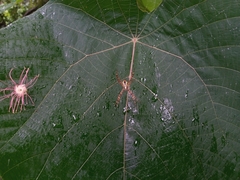Argiope