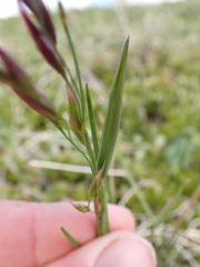 Festuca altaica