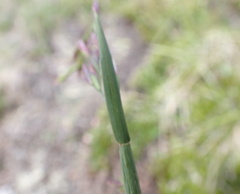 Festuca altaica