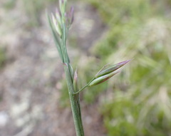 Festuca altaica
