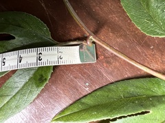 Passiflora linearistipula