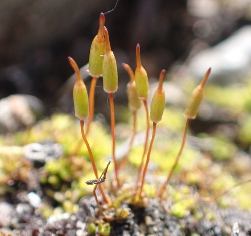 Cylindrical Extinguisher Moss (Encalypta affinis)