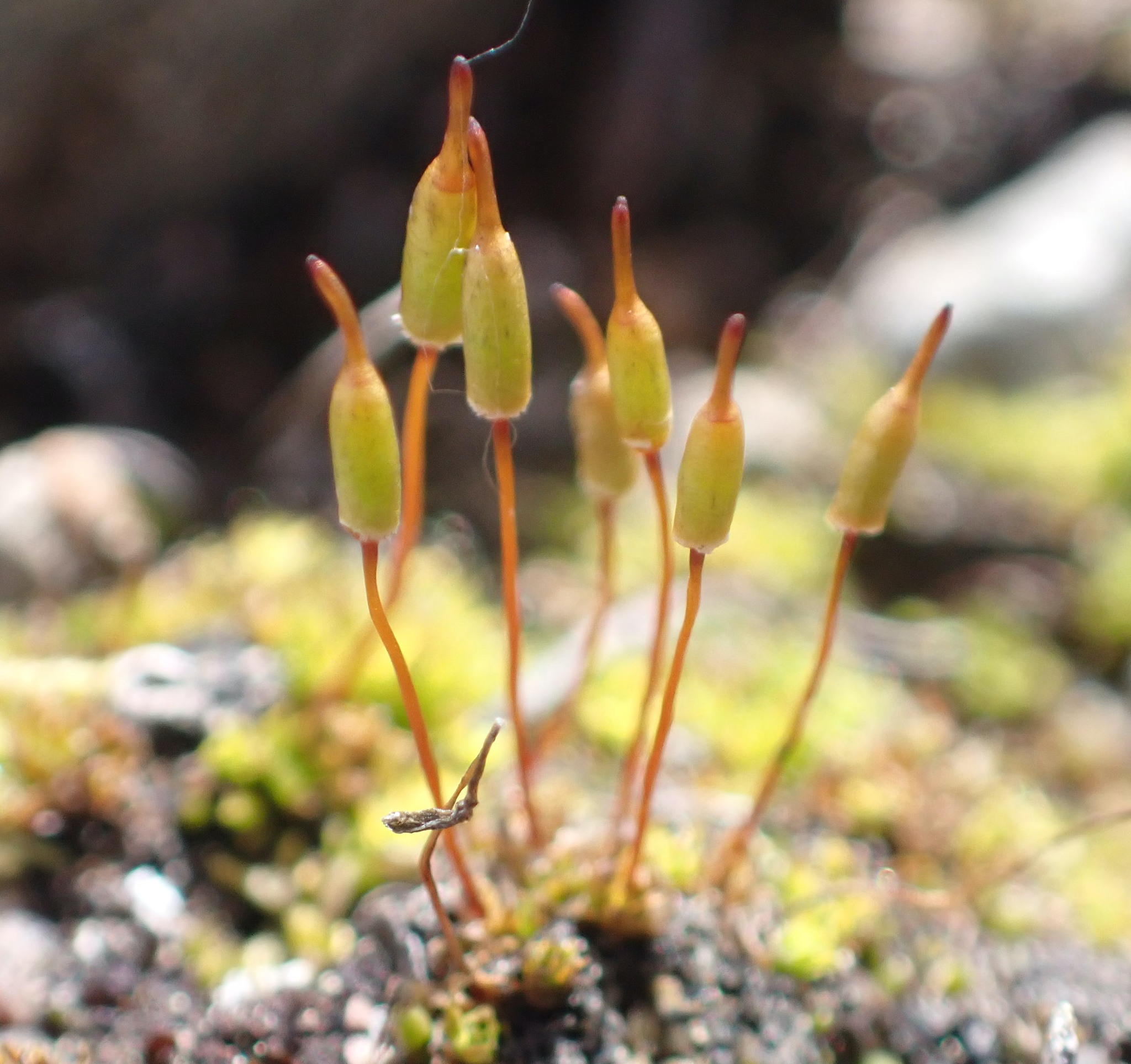 Encalypta affinis