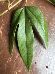 Passiflora linearistipula