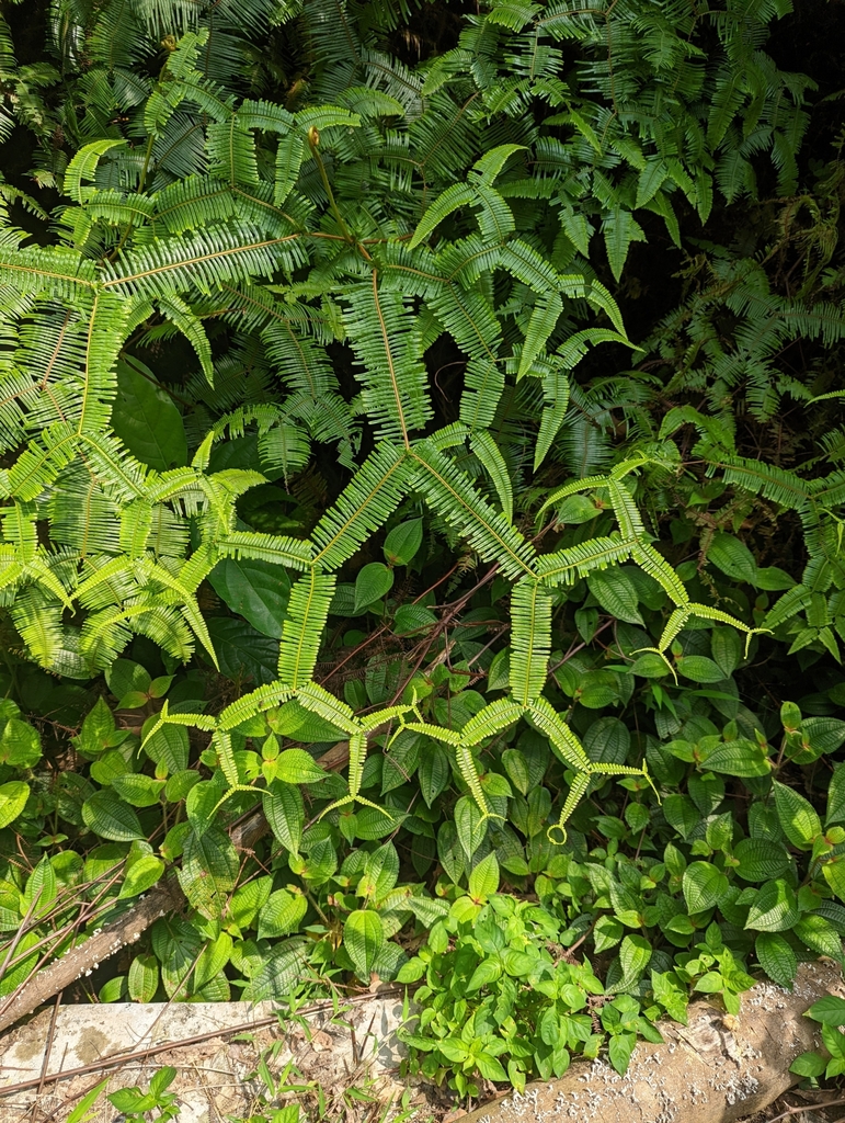 Sticherus truncatus