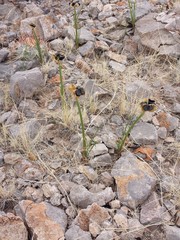 Zephyranthes longifolia