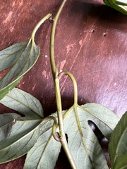 Passiflora linearistipula