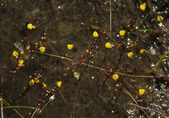 Utricularia guyanensis