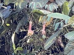 Passiflora linearistipula