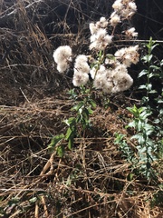 Baccharis racemosa