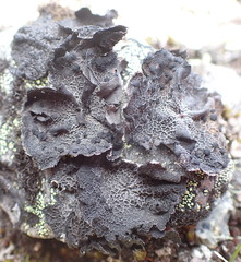 Umbilicaria krascheninnikovii