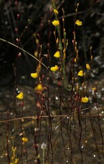 Utricularia guyanensis