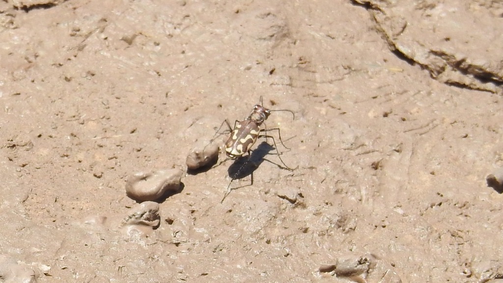 Cicindelidia beneshi