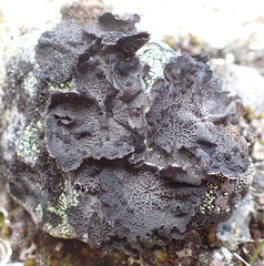 Umbilicaria krascheninnikovii