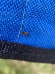 Horistonotus curiatus