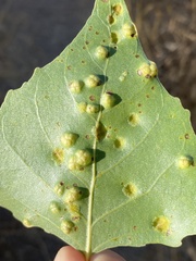 Taphrina populi-salicis