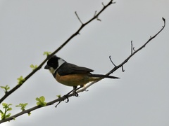 Sporophila torqueola