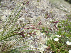 Festuca altaica
