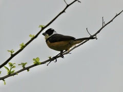 Sporophila torqueola