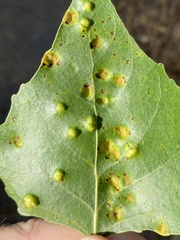 Taphrina populi-salicis