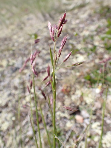 Festuca altaica Trin.