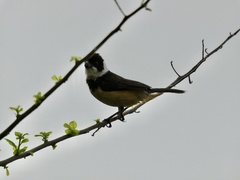 Sporophila torqueola