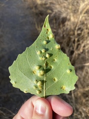 Taphrina populi-salicis