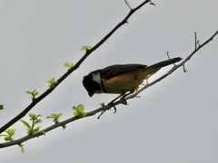 Sporophila torqueola