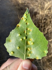 Taphrina populi-salicis