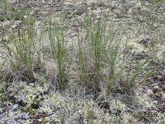Festuca altaica