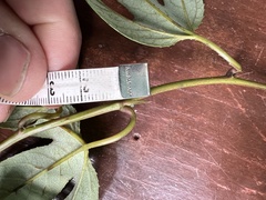 Passiflora linearistipula