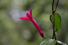 Ipomoea repanda