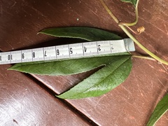 Passiflora linearistipula