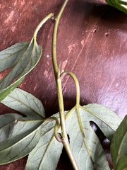 Passiflora linearistipula