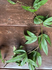 Passiflora linearistipula