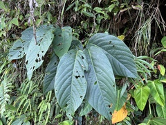 Passiflora arborea