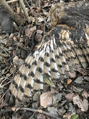 Tyto alba tuidara