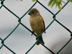 Sporophila torqueola