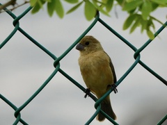 Sporophila torqueola