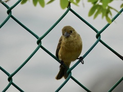 Sporophila torqueola