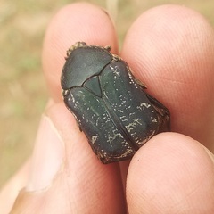 Euphoria westermanni