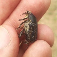 Euphoria westermanni