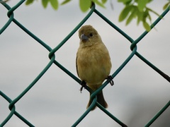 Sporophila torqueola