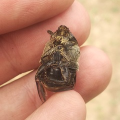 Euphoria westermanni