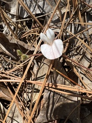 Tephrosia chrysophylla