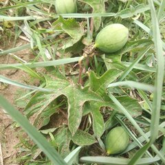 Passiflora karwinskii