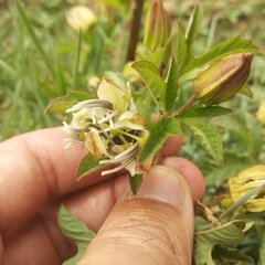 Passiflora karwinskii