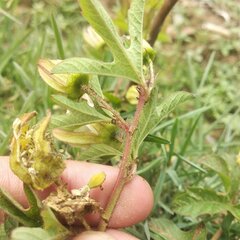 Passiflora karwinskii